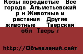 Козы породистые - Все города, Альметьевский р-н Животные и растения » Другие животные   . Тверская обл.,Тверь г.